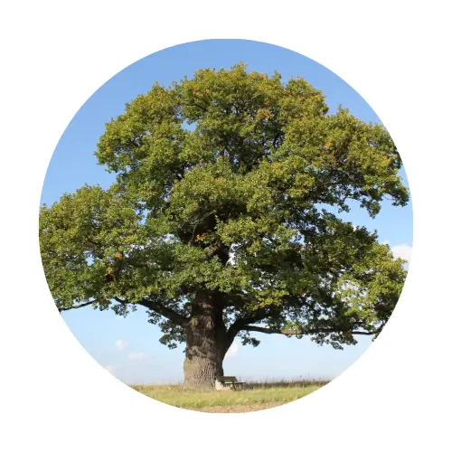 genealogia profesjonalny genealog poszukiwanie przodków obywatelstwo polskie genealogy family search genealogist Poland Polish citizenship